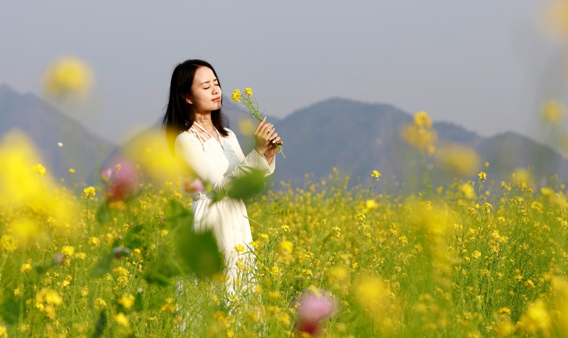 油菜花。