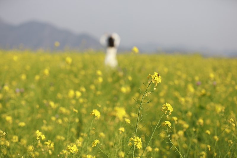 油菜花。