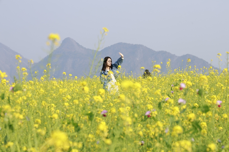 油菜花。