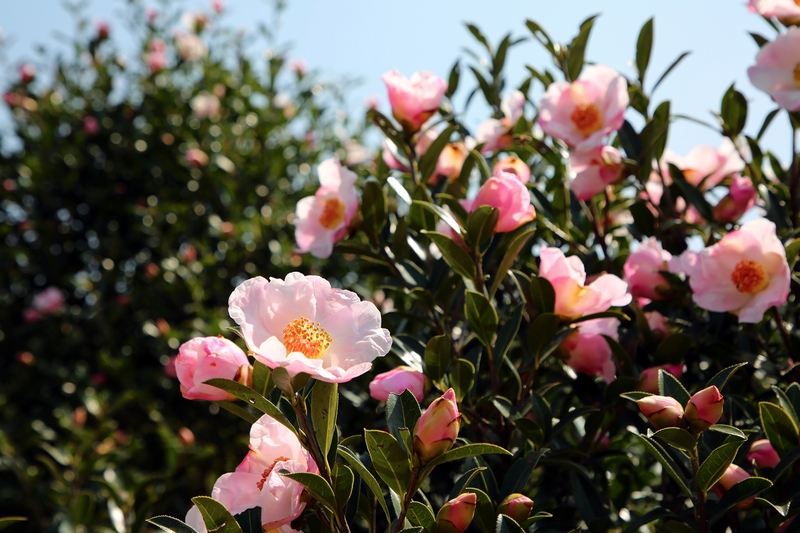 油茶花開。