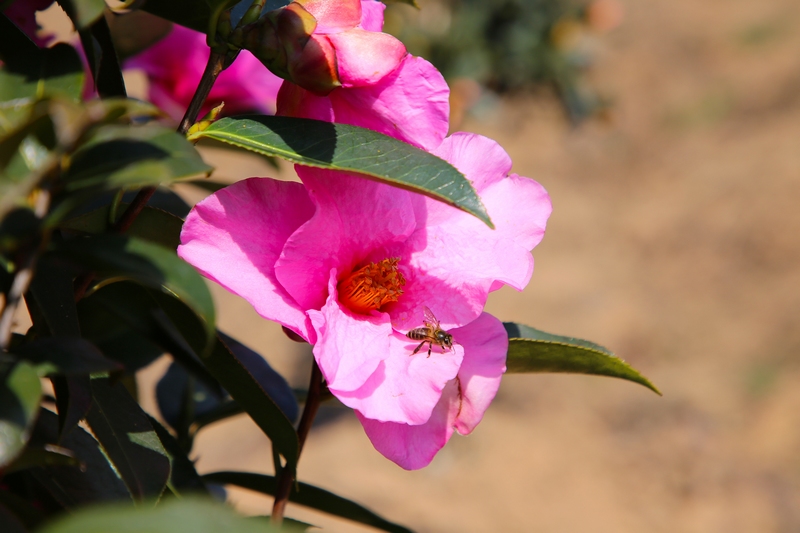 蜜蜂飛舞。