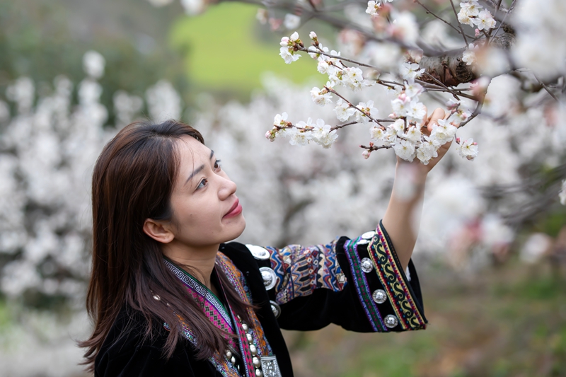 游客在櫻桃種植基地游玩賞花.jpg