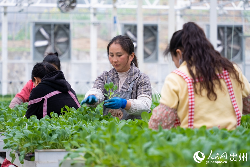 工人們正挑選著即將移栽的蔬菜種苗。人民網(wǎng)記者 涂敏攝