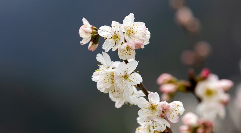 羅甸：千畝櫻桃花盛開(kāi) 繪就豐收新畫(huà)卷